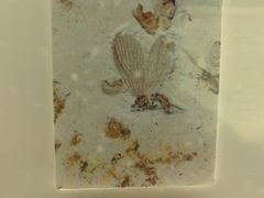 昆虫化石之一-上海昆虫博物馆