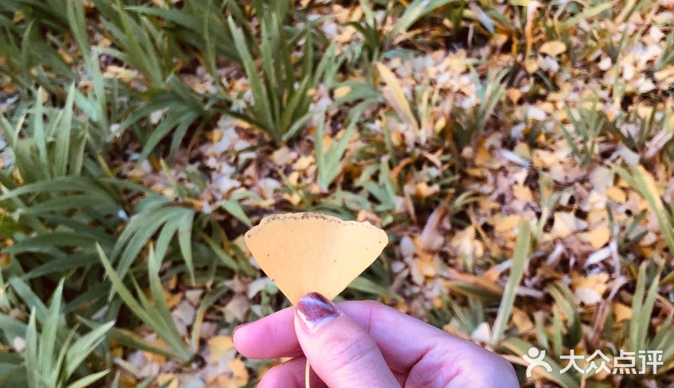 故都的秋