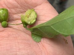 -北京鹫峰国家森林公园