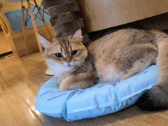 -滚猫咖啡·猫咖·猫友好撸猫(未来城店)