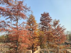 -溱湖国家湿地公园