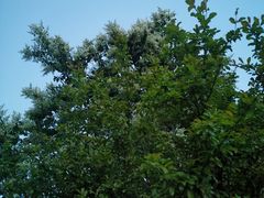 -花溪公园