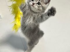 -宠颐生宠物医院·心肾内科·猫专科诊疗中心宠巢店