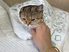 -北京观赏动物医院·24小时大型综合·猫专科·异宠专科