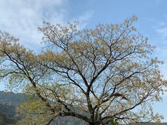 -树山生态村