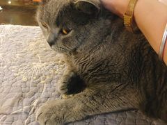 -猫小院猫主题咖啡厅(北锣店)
