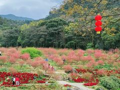 -广州市石门国家森林公园