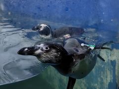 -太平洋海底世界