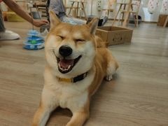 -柴迷FANS CLUB·柴犬狗咖·猫咖