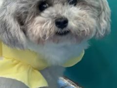 -博特宠物医院24h犬猫全科.骨科·异宠