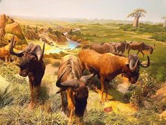 -陕西自然博物馆