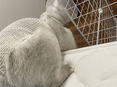 -瑞鹏宠物医院犬猫全科(真大分院)