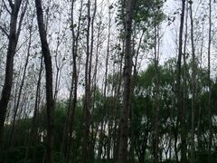 -昆山城市生态森林公园