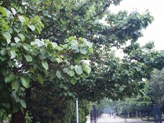 -旅顺留声机博物馆