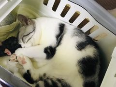 -申普宠物医院·心脏介入·心血管微创(总院)