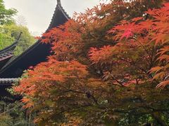 -十八棵（老龙井）御茶园(老龙井店)