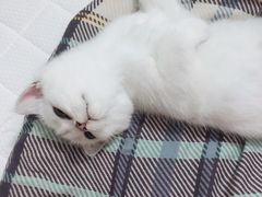 -东方名猫馆·英短金渐层布偶猫舍(环线广场1号楼店)