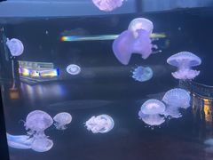 -欢乐海岸海洋奇梦馆