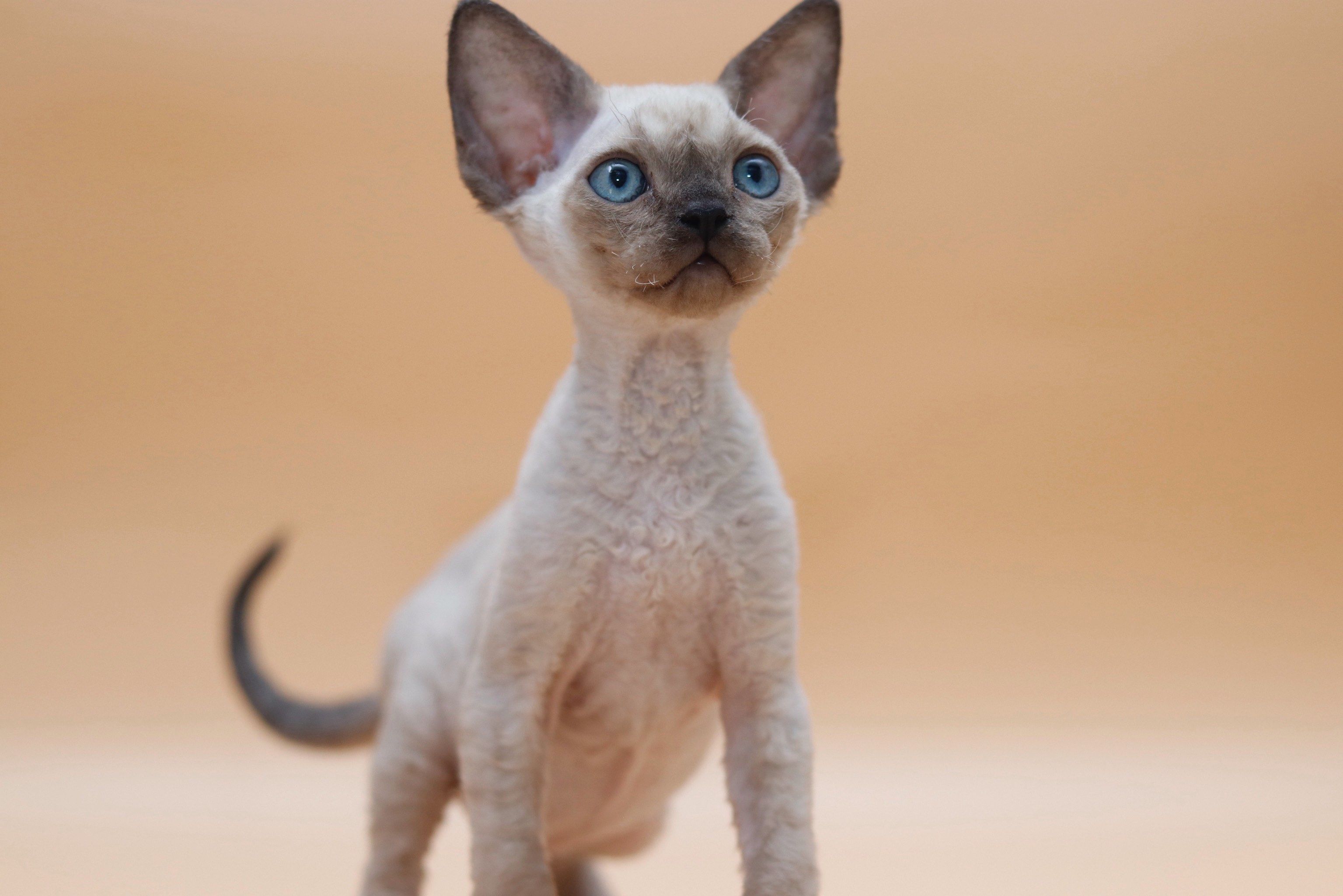 德文卷毛猫海豹重点