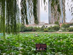 -团结湖公园