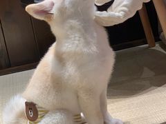 -逗柴咖啡屋·狗咖猫咖宠物桌游