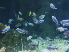 -江和美海洋公园