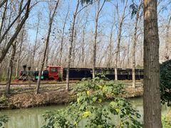 -合肥滨湖国家森林公园