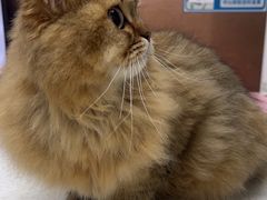 -宠颐生宠物医院·心肾内科·猫专科诊疗中心宠巢店