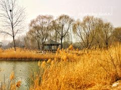 -大兴滨河森林公园