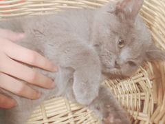 -共舞时光猫咖·狗咖(新街口店)