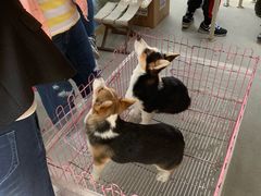 -中环花鸟鱼虫市场