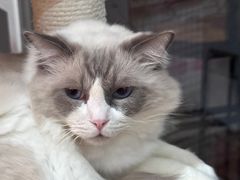 -是阿柴呀！柴犬咖啡·爱喵喵猫咖