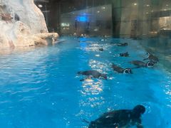 -帝企鹅自助餐厅•儿童岛•真企鹅(长隆企鹅酒店)