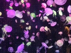 -珠海长隆海洋王国