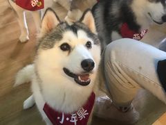 -Husky Go! 哈士奇体验馆·宠物咖啡厅狗咖