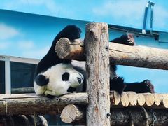 -大连森林动物园