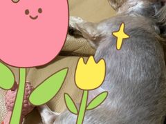 -喵宠乐园·撸猫互动·猫舍