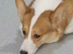 -我爱猫咪·猫咖·狗咖·安哥拉兔·羊驼咖(小寨华旗店)