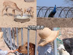 -上海辰山植物园