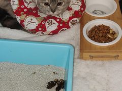 -北京恒爱动物医院(清景园分院)