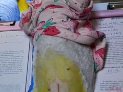 -谐和益家动物医院·免疫绝育·血液透析·宠保定点医院(高新伊藤分院)