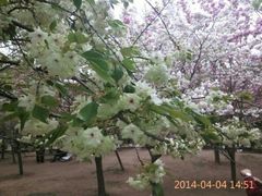 android_upload_pic-西安青龙寺遗址景区