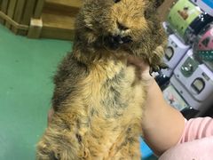 -藦茜花园宠物主题亲子互动体验馆(国顺东路店)