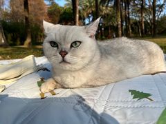 -瑞鹏宠物医院·骨科·猫科·内科(第一中心)