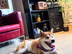 -百好乐宠物友好餐厅(朝外大街店)