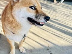 -柴犬高等学院·狗咖·柴犬售卖·宠物训练