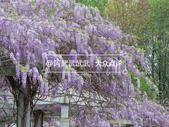 -黄龙溪欢乐田园