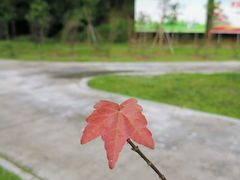-清溪森林公园