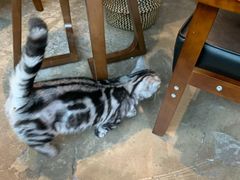 -咖法森林·咖啡  酒吧(天河店)