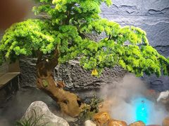 -凯鸽酒楼(操场城店)